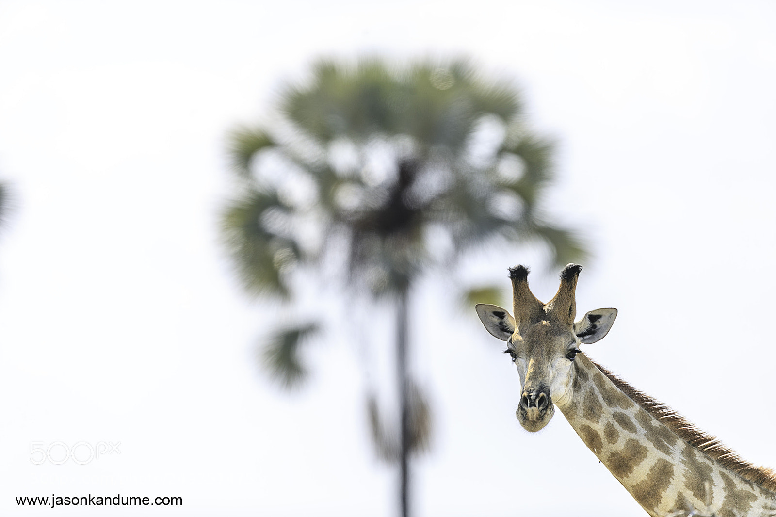 Canon EOS-1D X Mark II sample photo. Palm tree photography