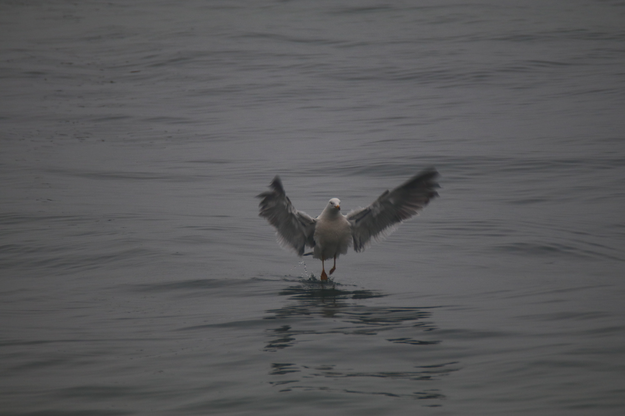 Tamron SP 150-600mm F5-6.3 Di VC USD sample photo. 海的舞蹈者the dancer of the sea photography