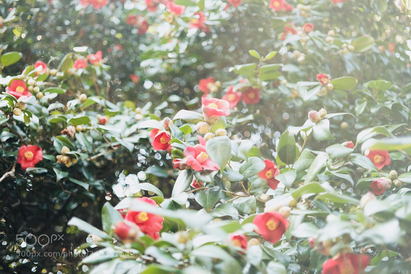 Fujifilm X-T2 sample photo. Camellia photography