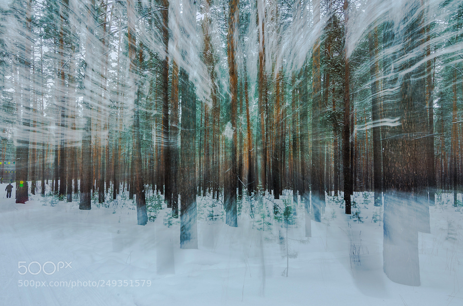 Nikon D7000 sample photo. Forest photography