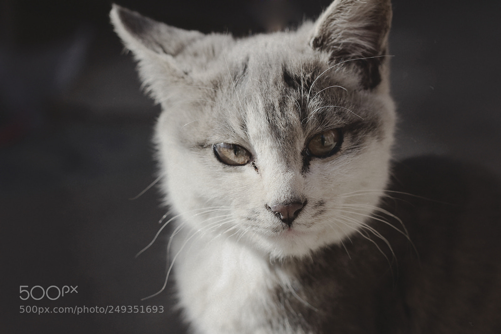 Canon EOS 100D (EOS Rebel SL1 / EOS Kiss X7) sample photo. Cat photography