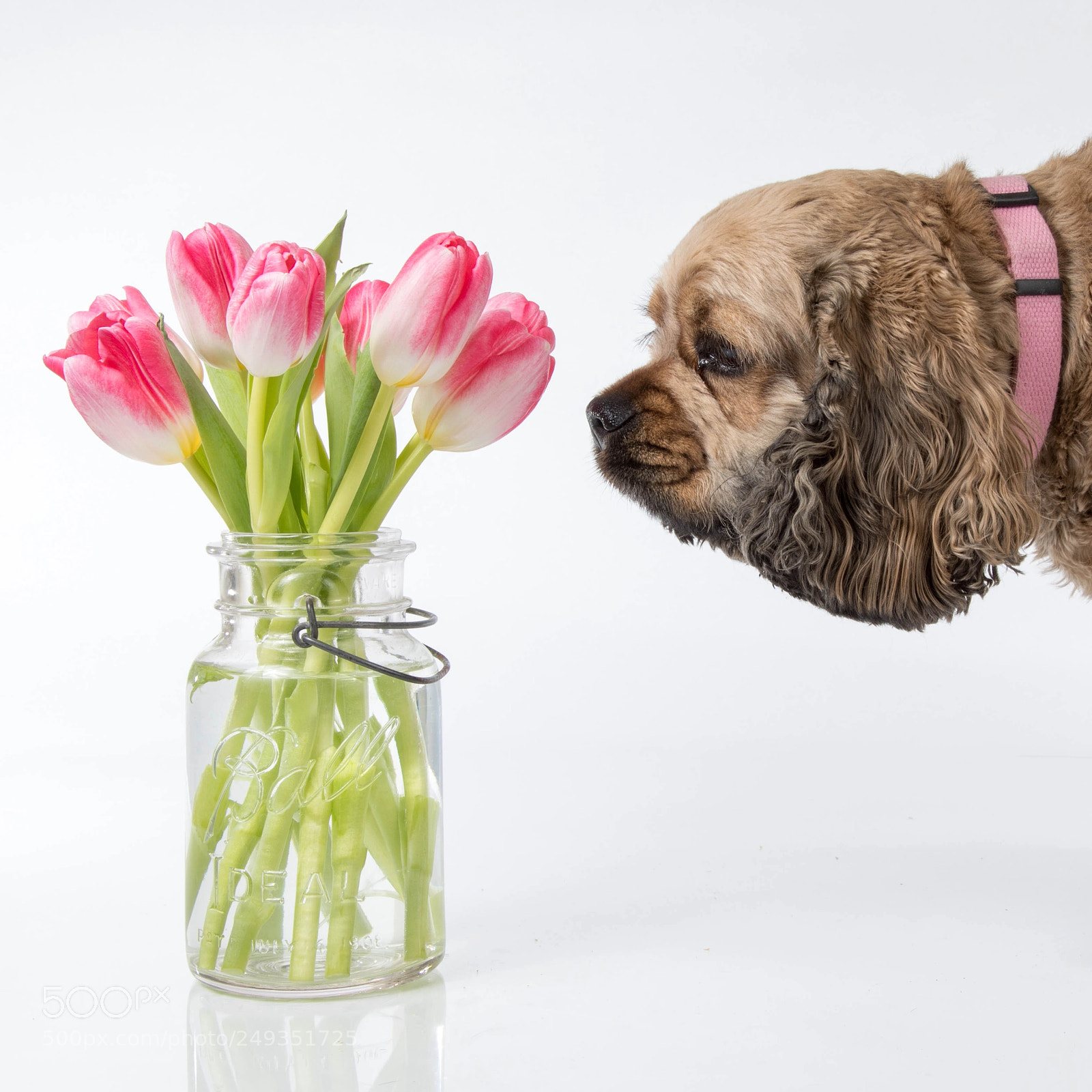 Canon EOS 5D Mark IV sample photo. Cinder & tulips photography