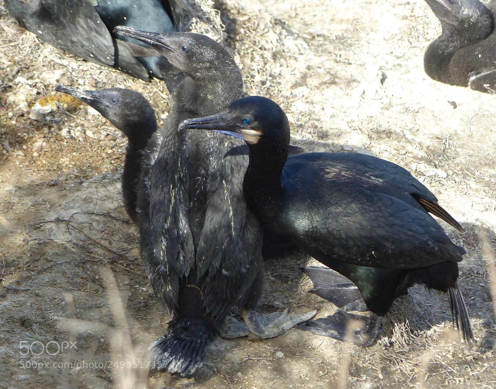 Panasonic Lumix DMC-FZ200 sample photo. Crowded nest photography