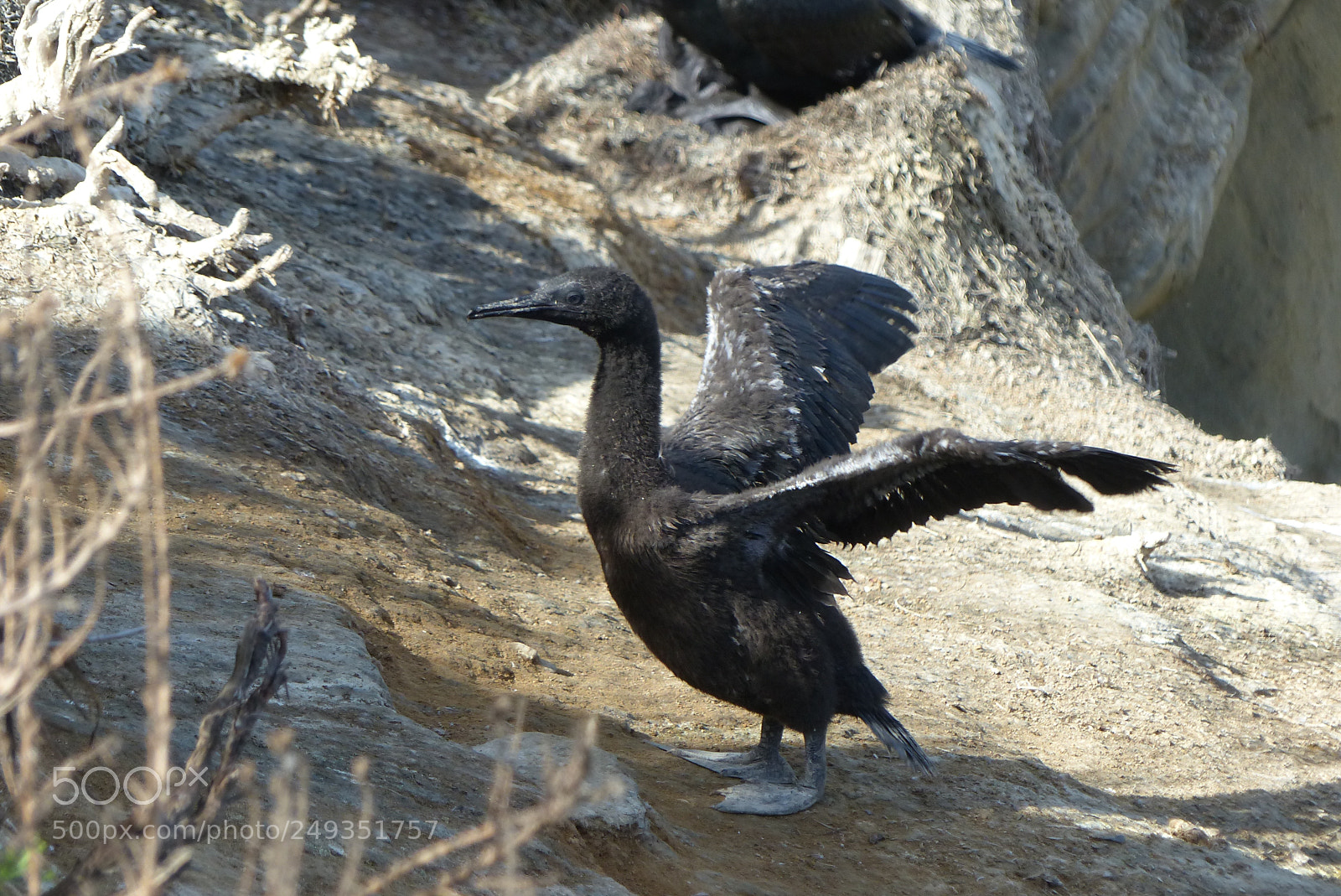 Panasonic Lumix DMC-FZ200 sample photo. Testing the flight feathers photography