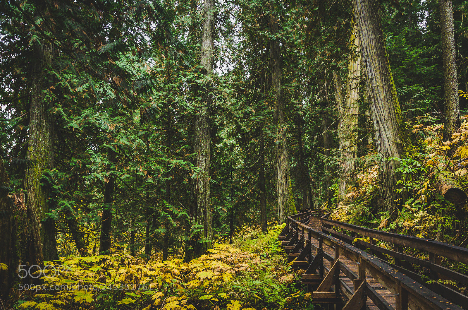 Nikon D7000 sample photo. Walking among giants photography