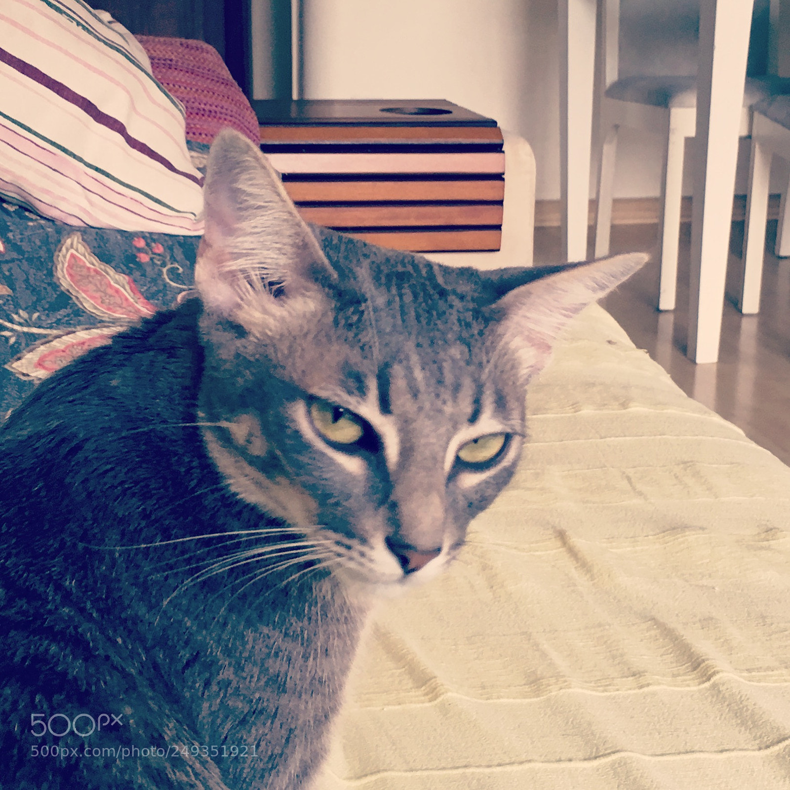 Apple iPhone 6s Plus sample photo. Lina, the cat! photography