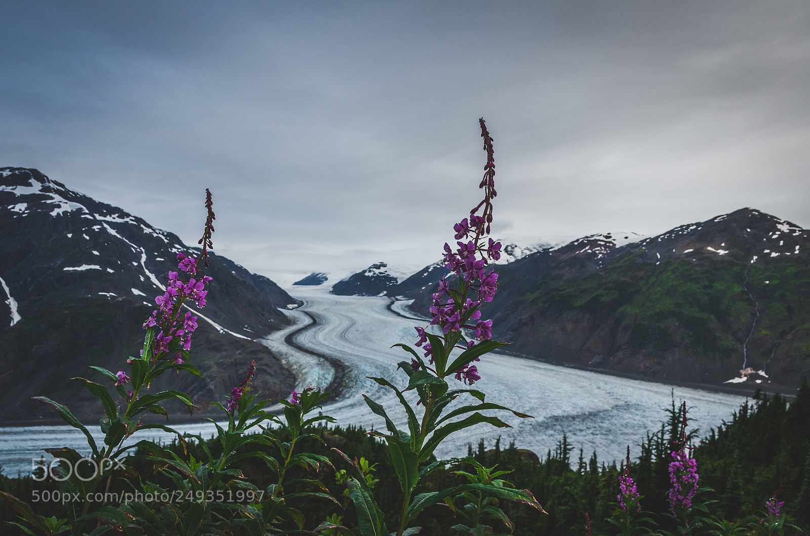 Nikon D7000 sample photo. Glacier fireweed photography