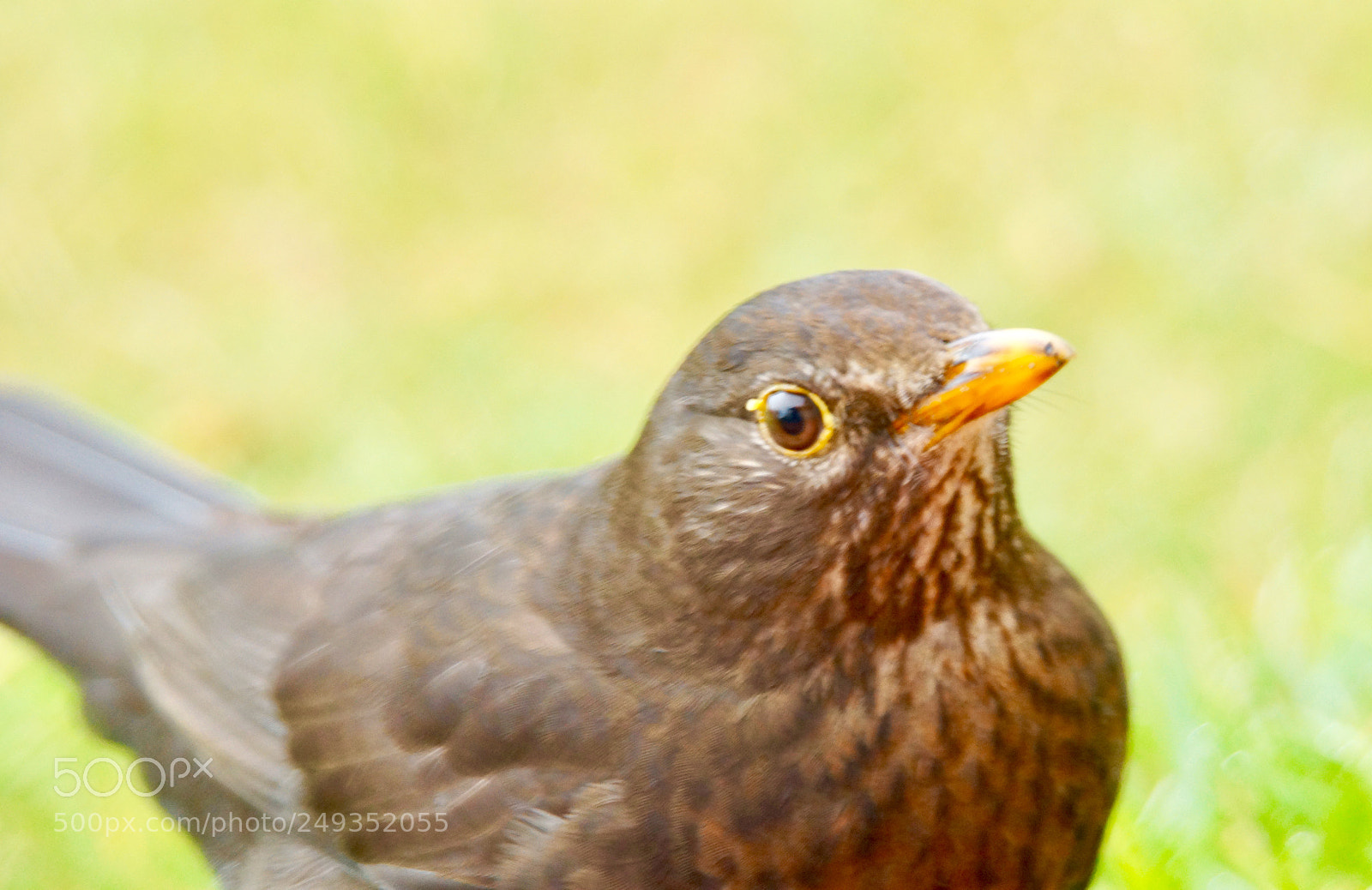 Sony SLT-A77 sample photo. Thrush photography