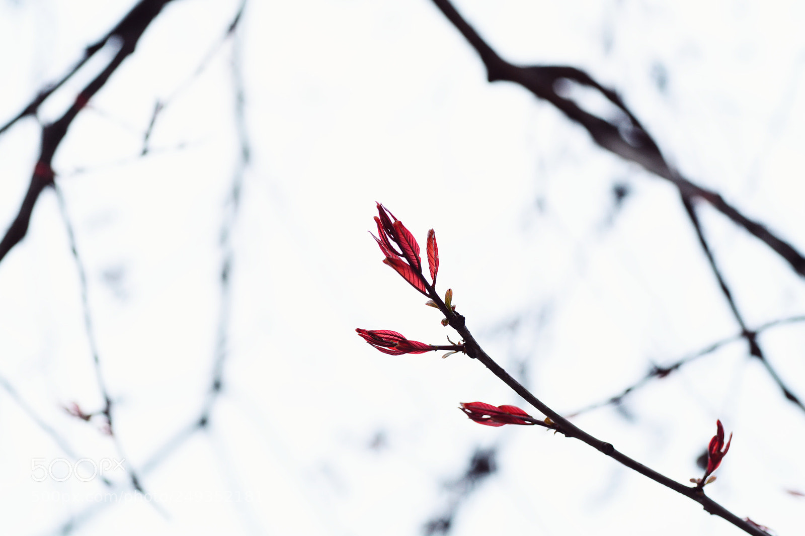 Nikon D7100 sample photo. Untitled photography