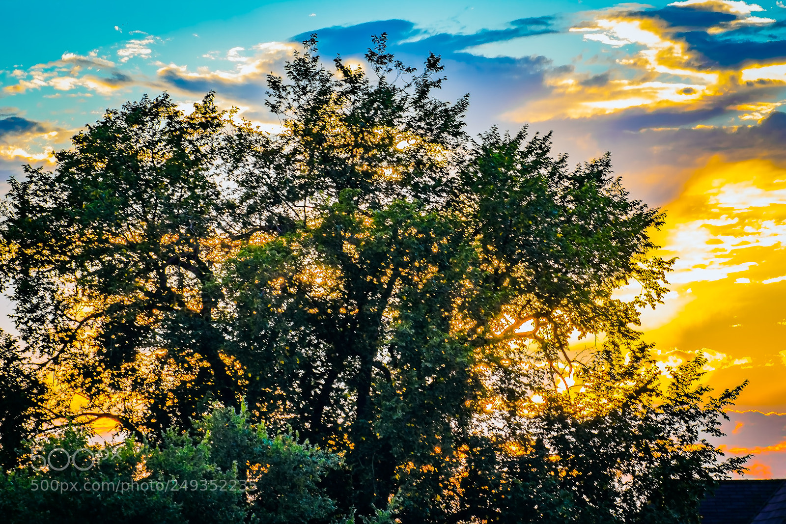 Nikon D3400 sample photo. Tree in the sunset photography