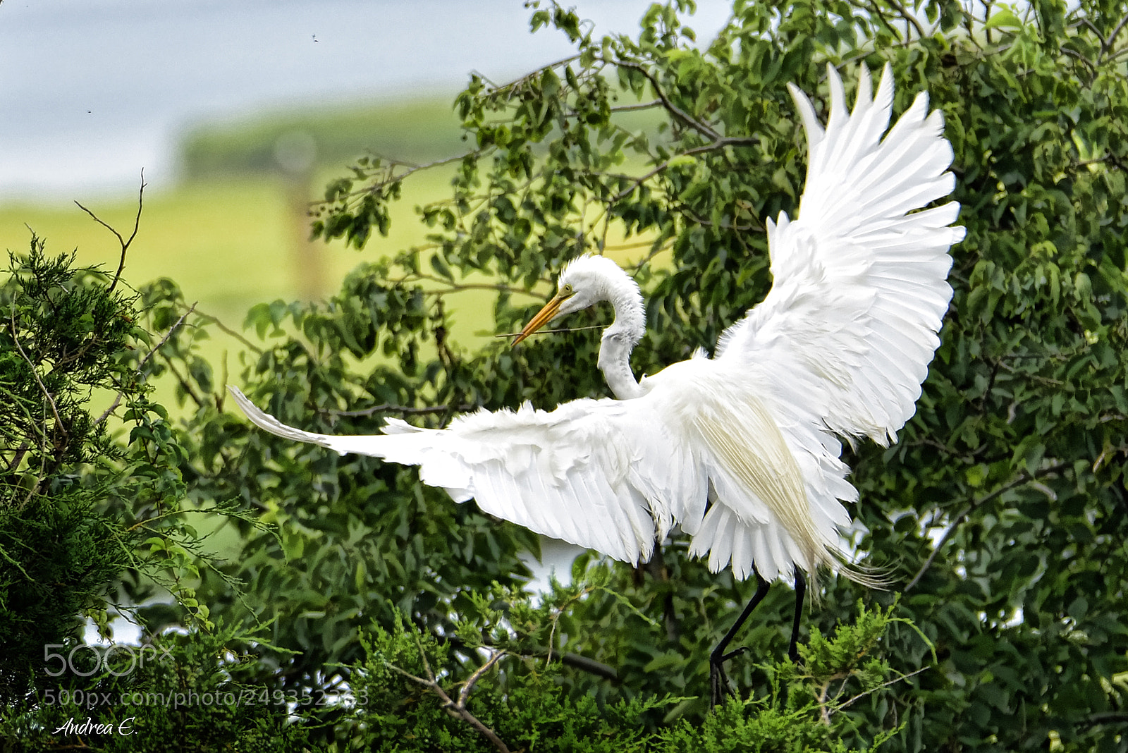 Nikon D7200 sample photo. Great egret fluffing photography