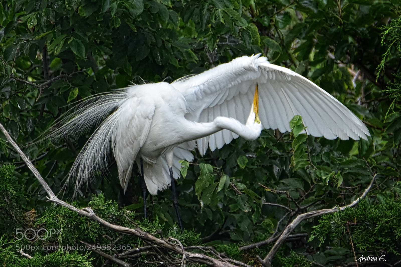Nikon D7200 sample photo. Great egret checking photography
