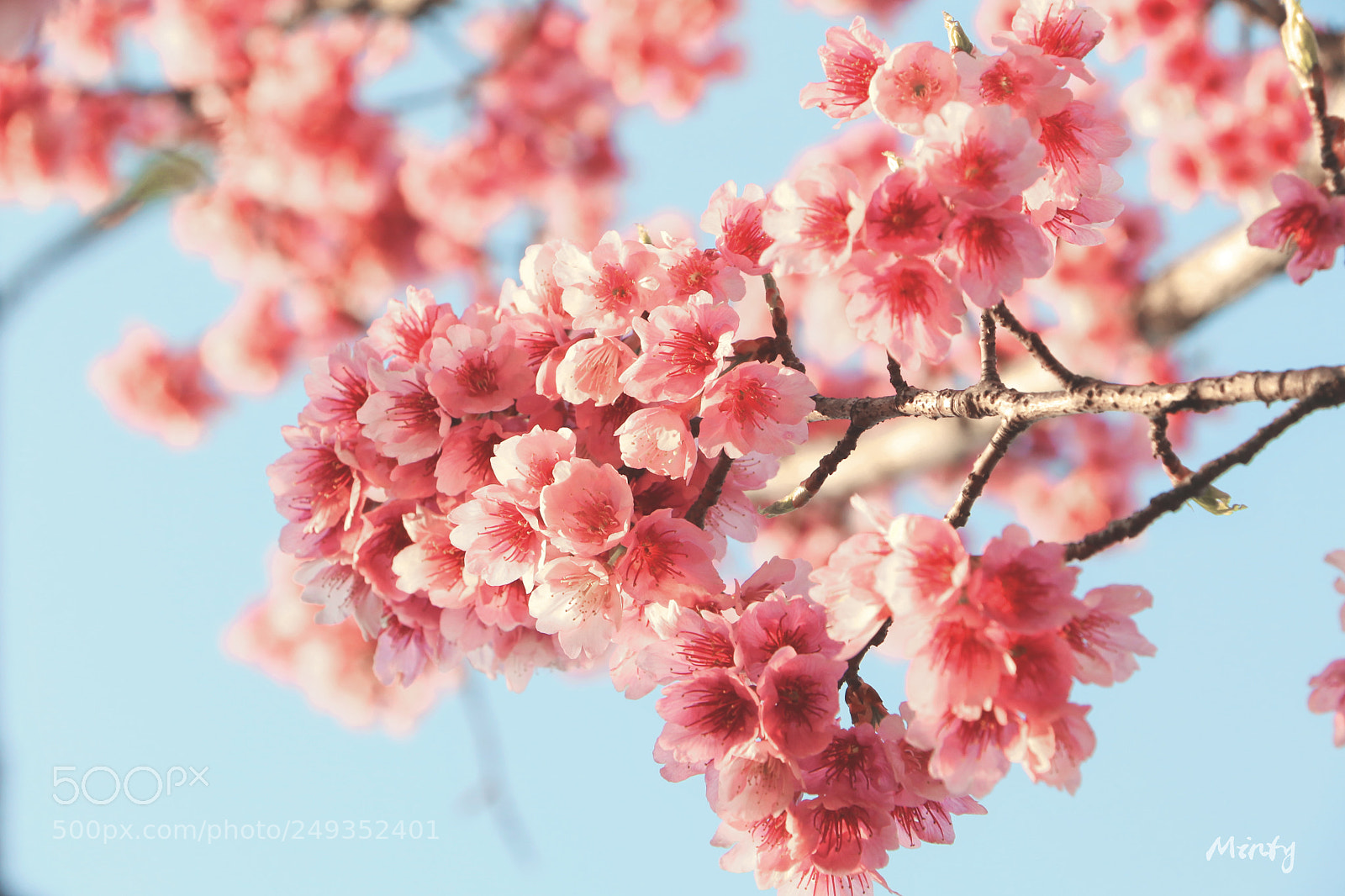 Canon EOS 7D Mark II sample photo. Sakura photography