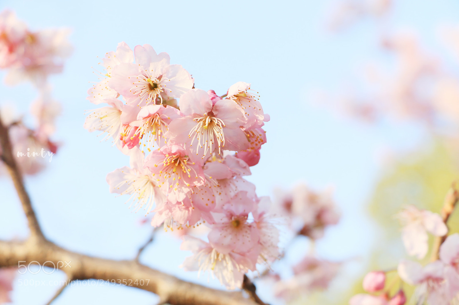 Canon EOS 7D Mark II sample photo. Sakura photography