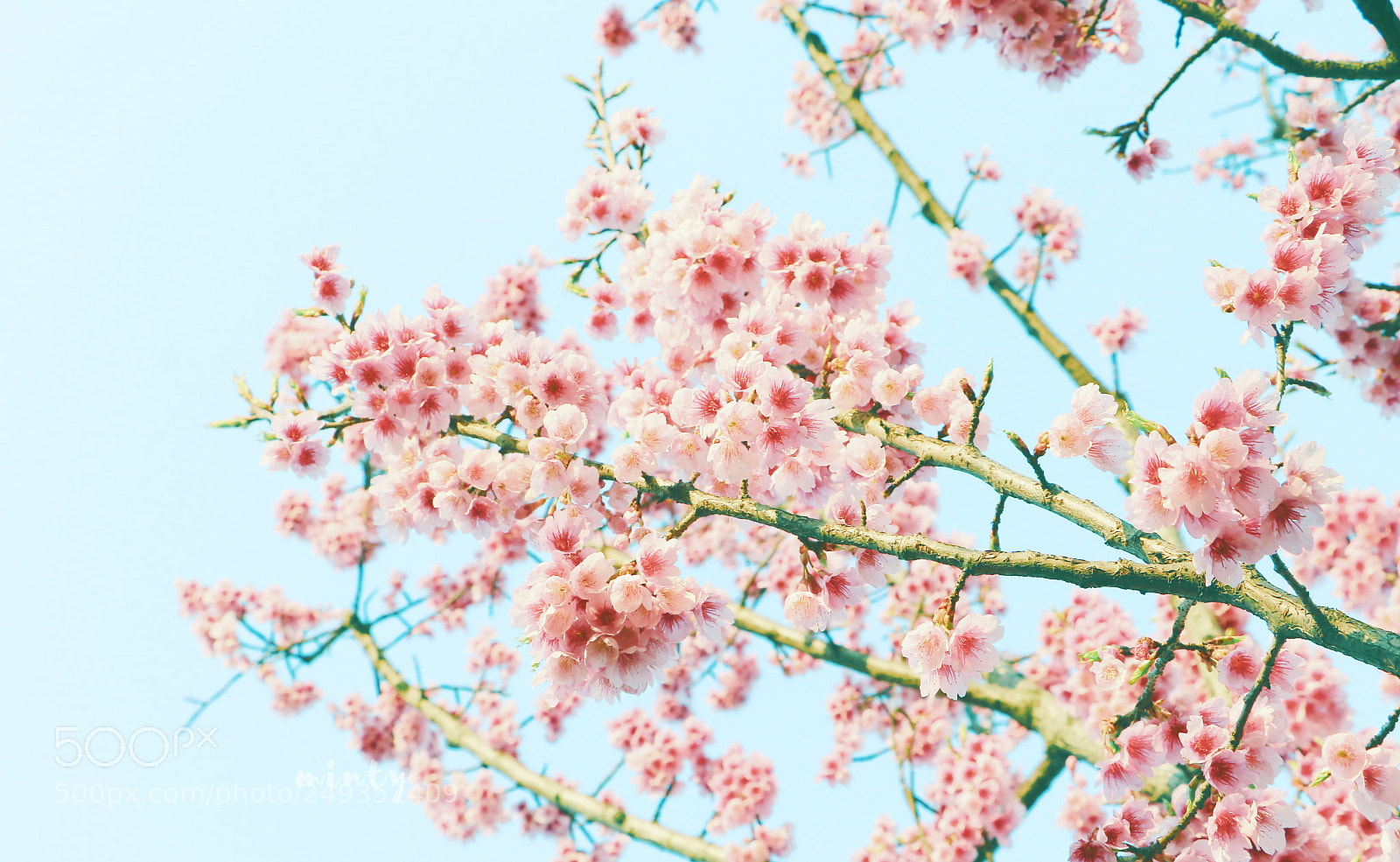 Canon EOS 7D Mark II sample photo. Sakura photography