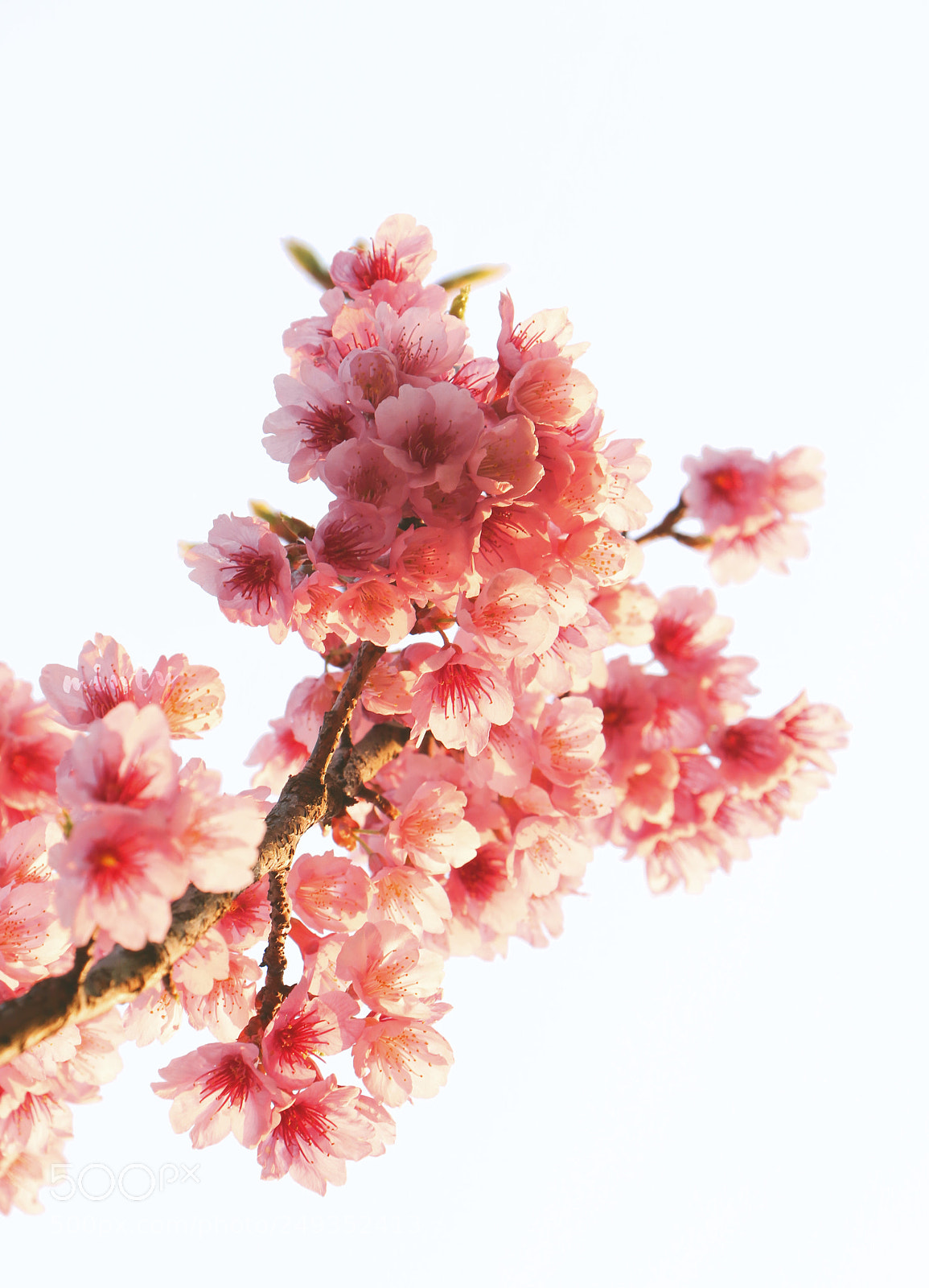 Canon EOS 7D Mark II sample photo. Sakura photography