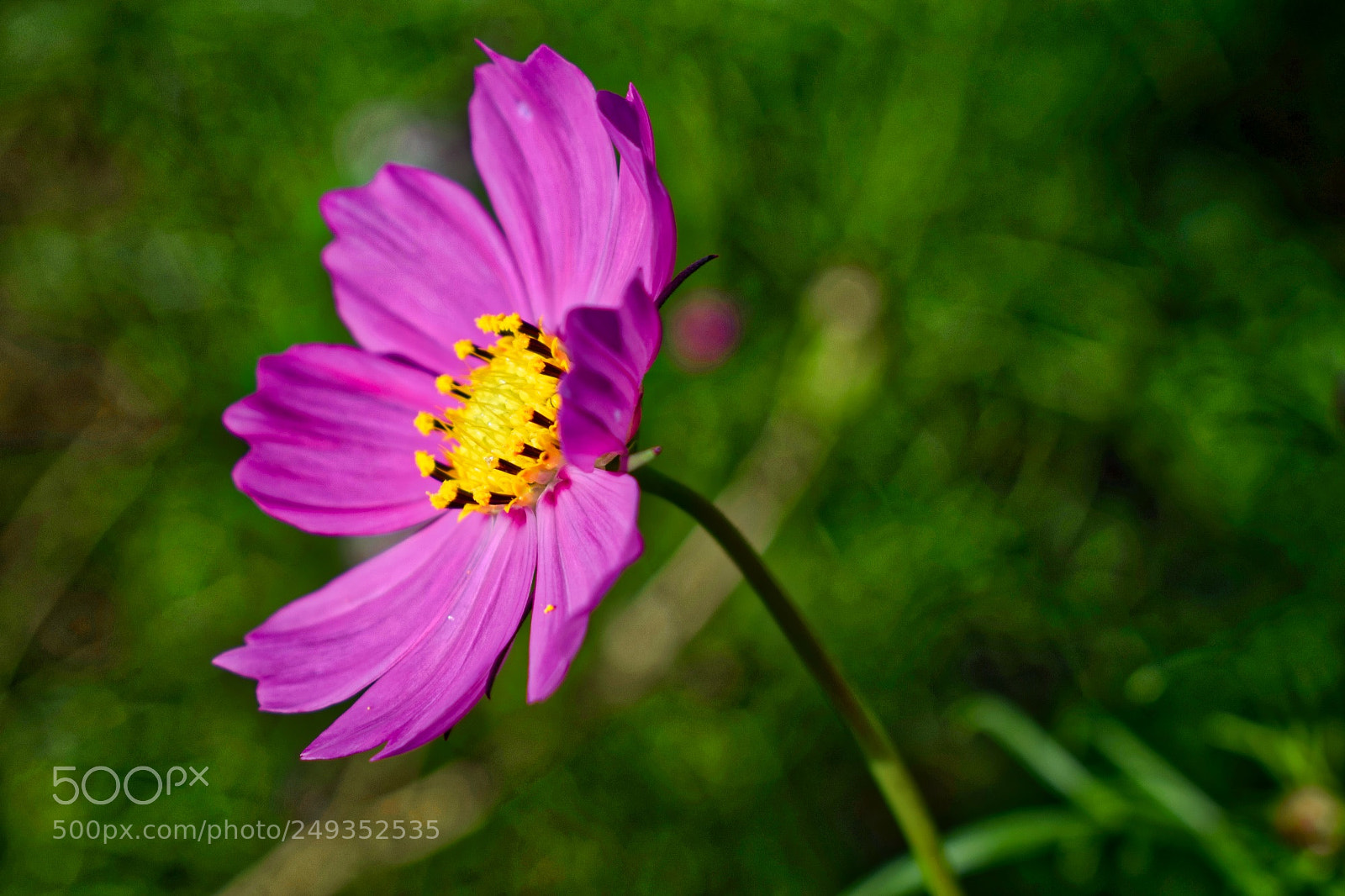 Nikon D5300 sample photo. Cosmos field photography