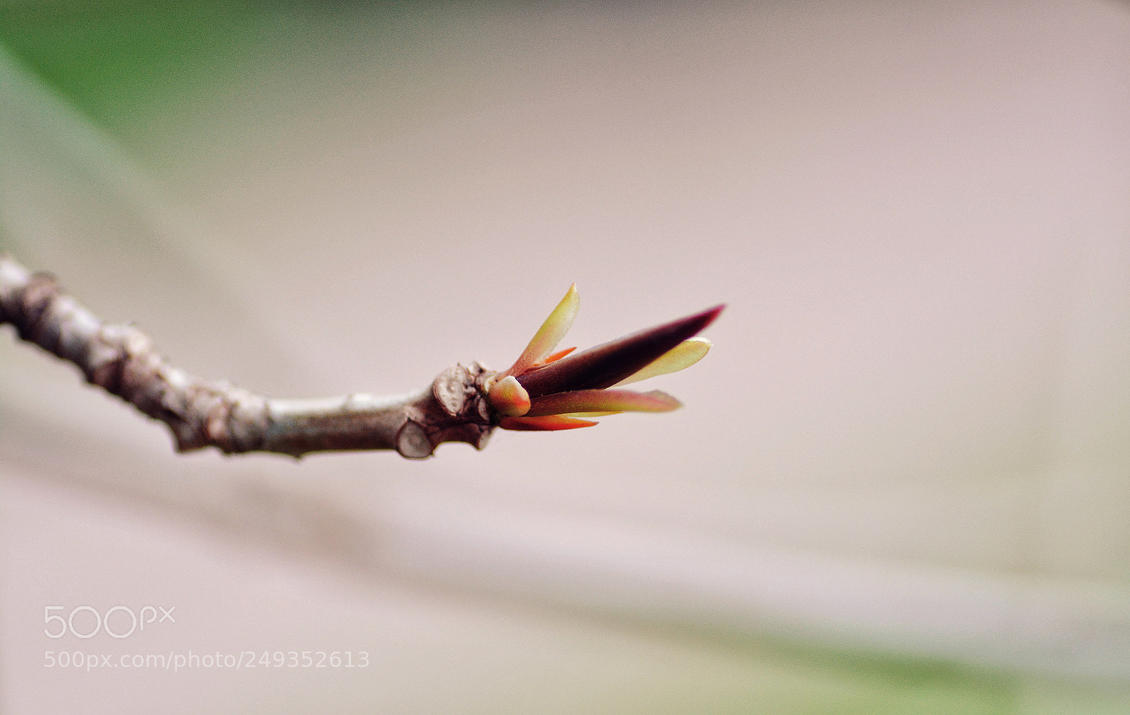 Nikon D7100 sample photo. Untitled photography
