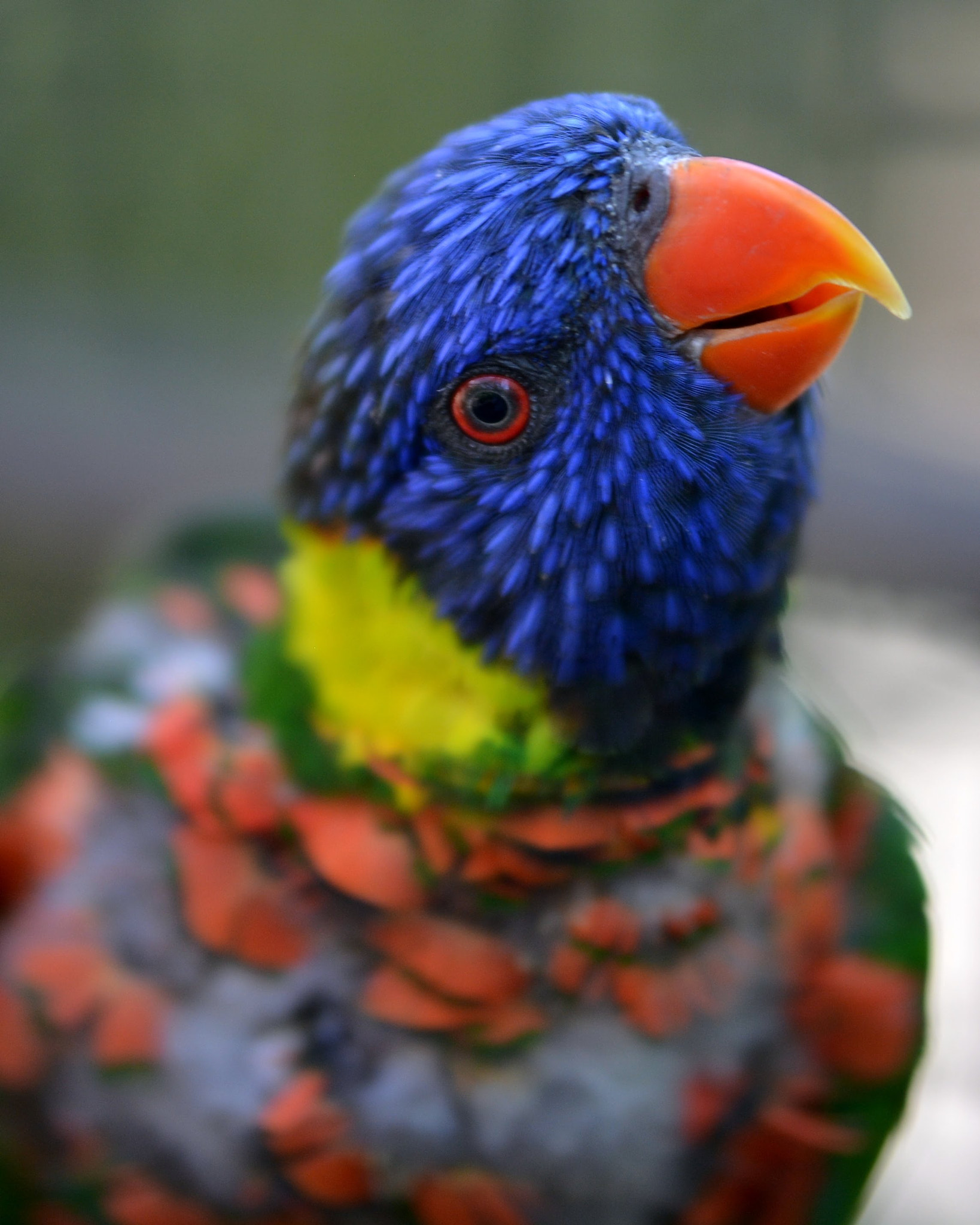 Sigma 50-100mm F1.8 DC HSM Art sample photo. Lorikeet photography