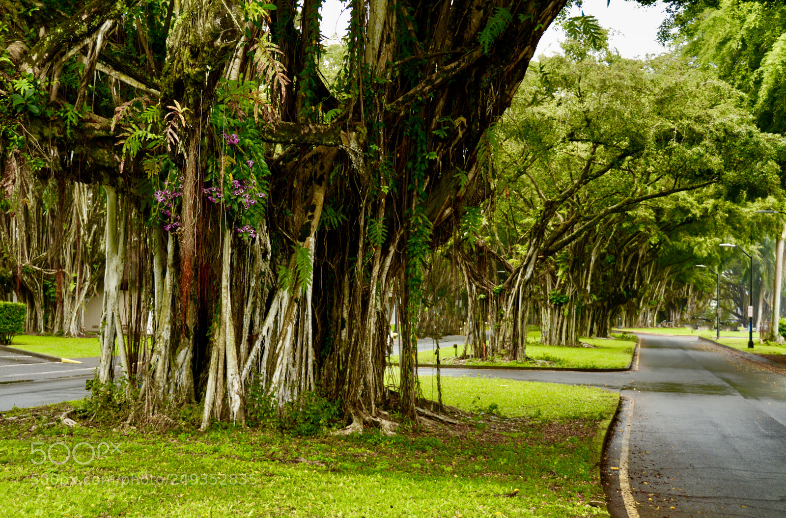 Nikon D7100 sample photo. Banyan ave photography