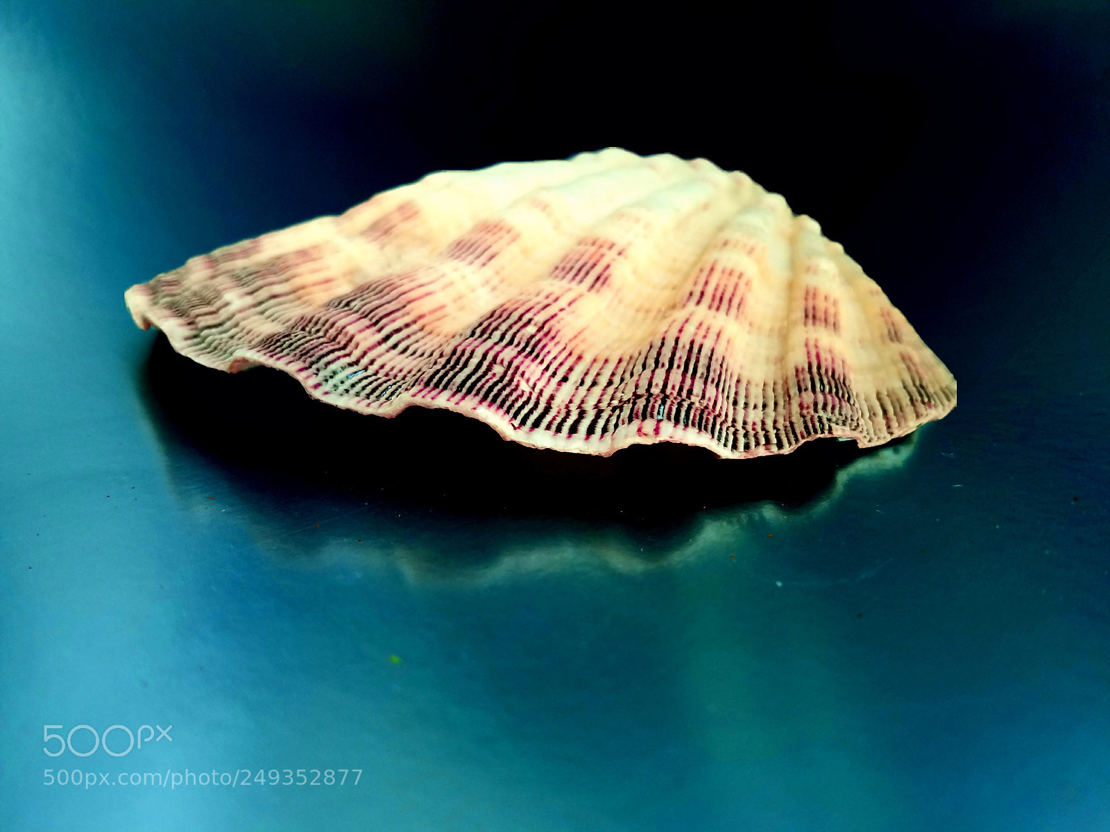 Samsung Galaxy S7 Edge sample photo. Fancy shell photography