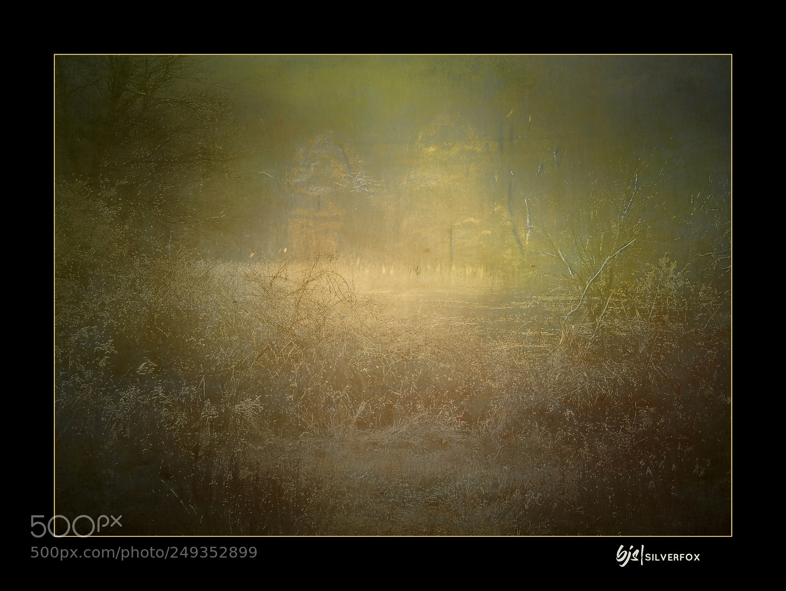 Nikon D80 sample photo. Light in the forest photography