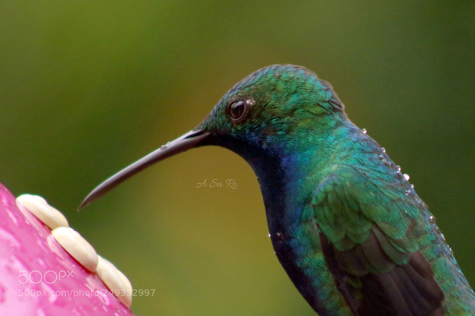 Canon EOS 750D (EOS Rebel T6i / EOS Kiss X8i) sample photo. Hummingbird in the enchanted photography