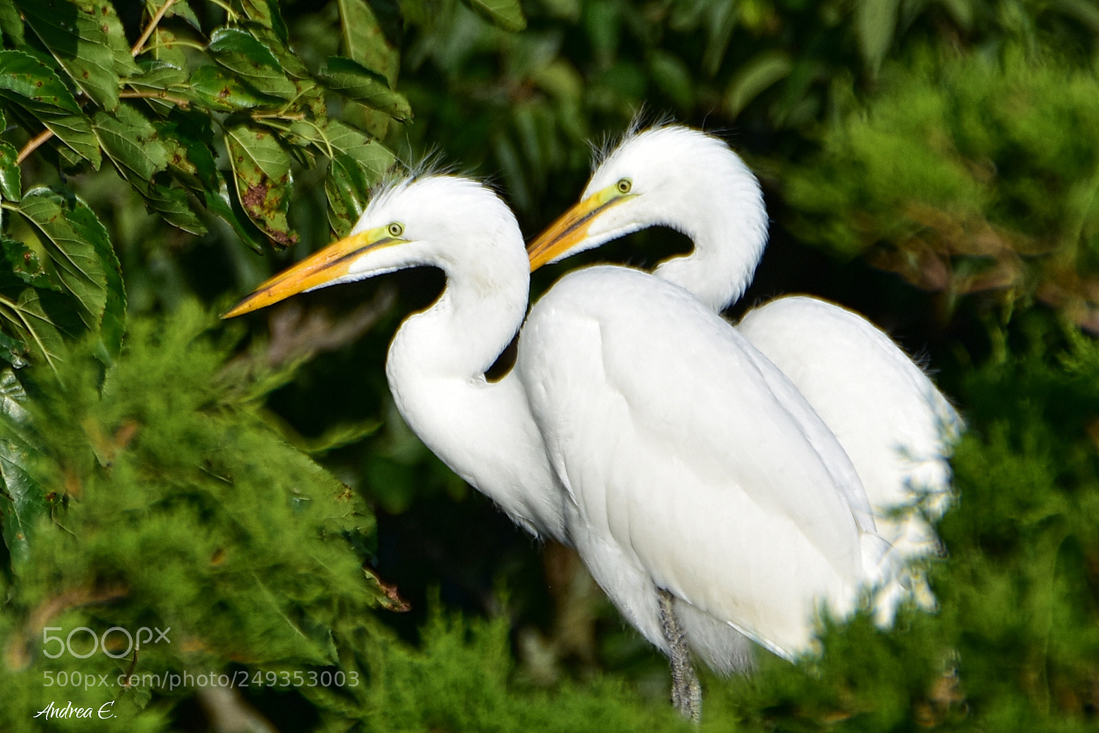 Nikon D7200 sample photo. Great egret coupling photography