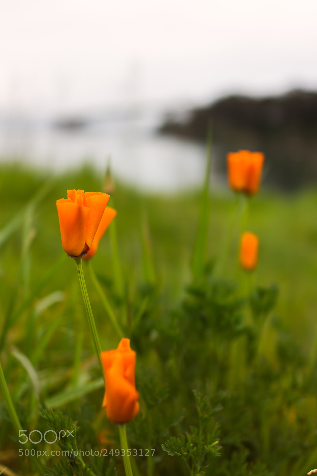Sony Cyber-shot DSC-RX1 sample photo. Northern california. photography