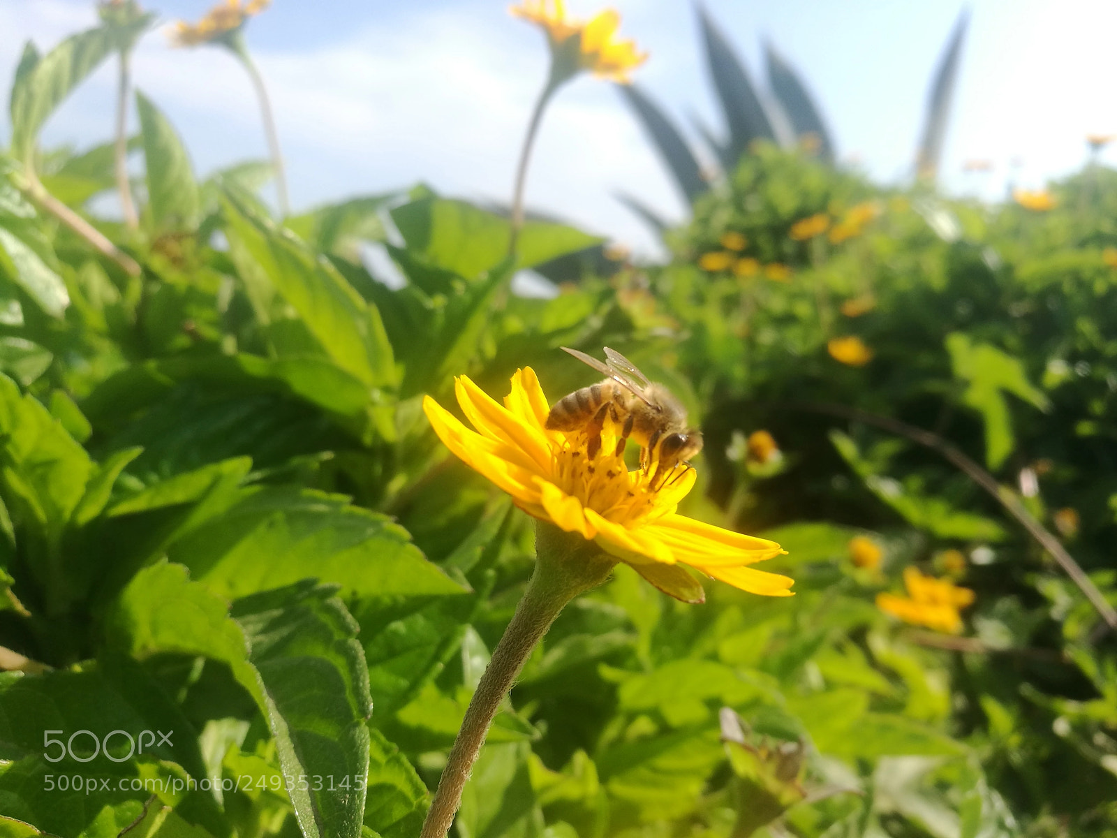 HUAWEI P9 Plus sample photo. Just in time photography