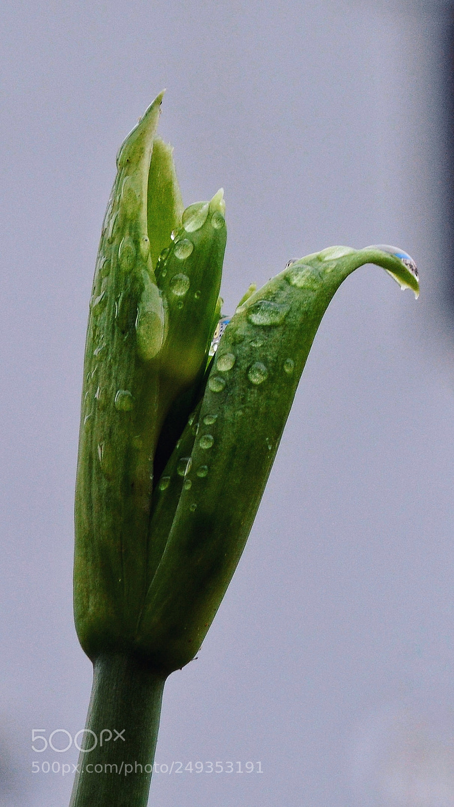Nikon D7100 sample photo. Untitled photography