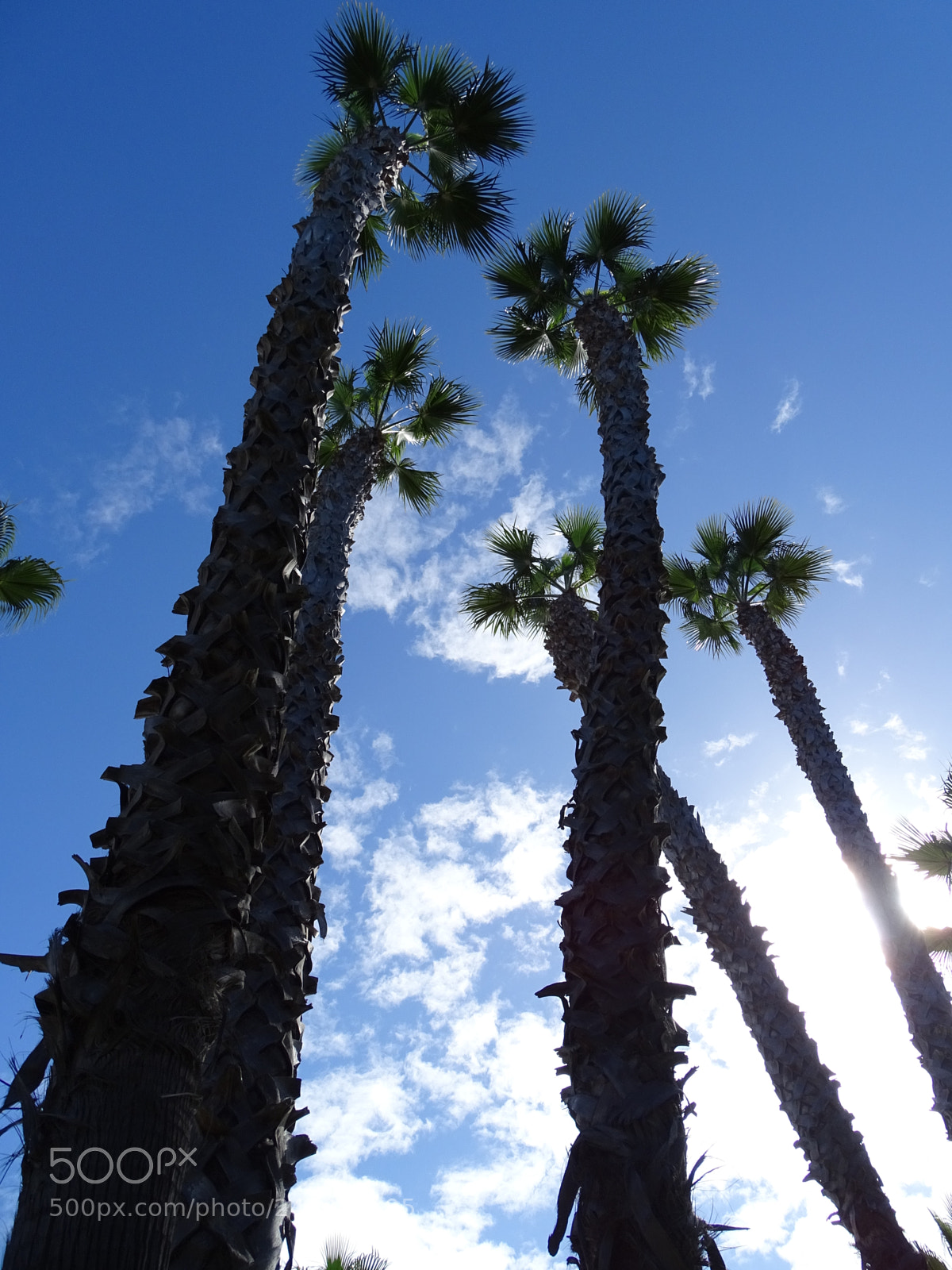 Sony Cyber-shot DSC-HX400V sample photo. Palm trees everywhere~ photography