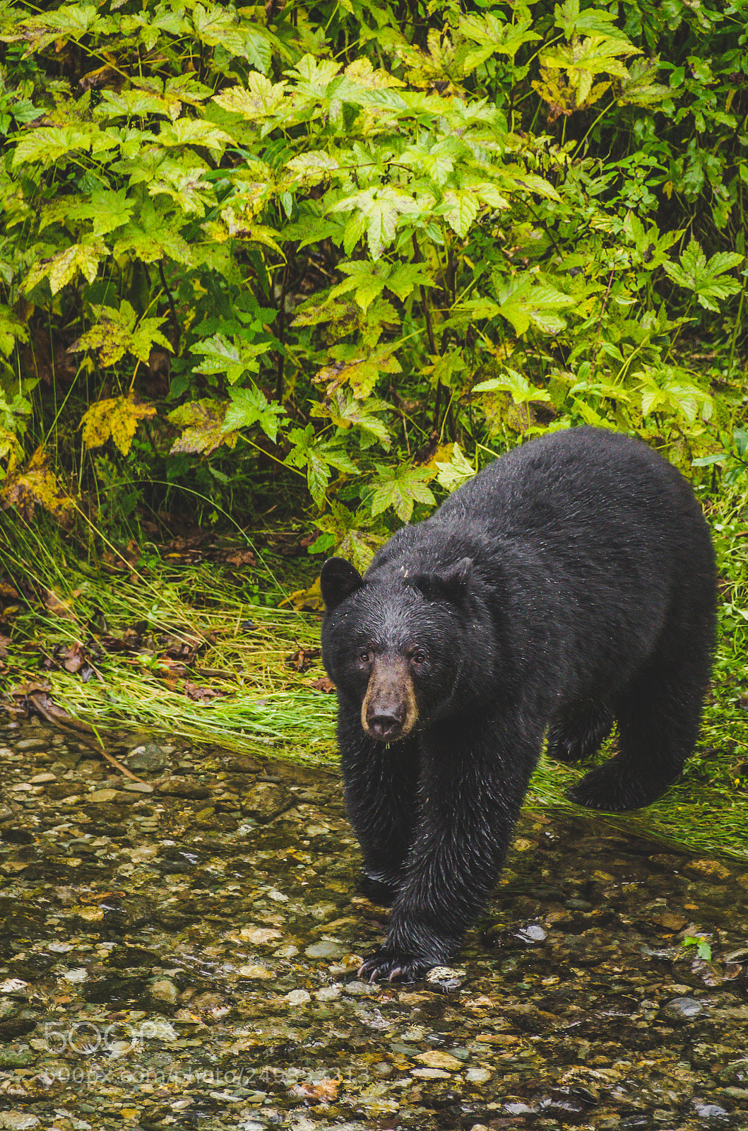 Nikon D7000 sample photo. Fish creek bear stares photography
