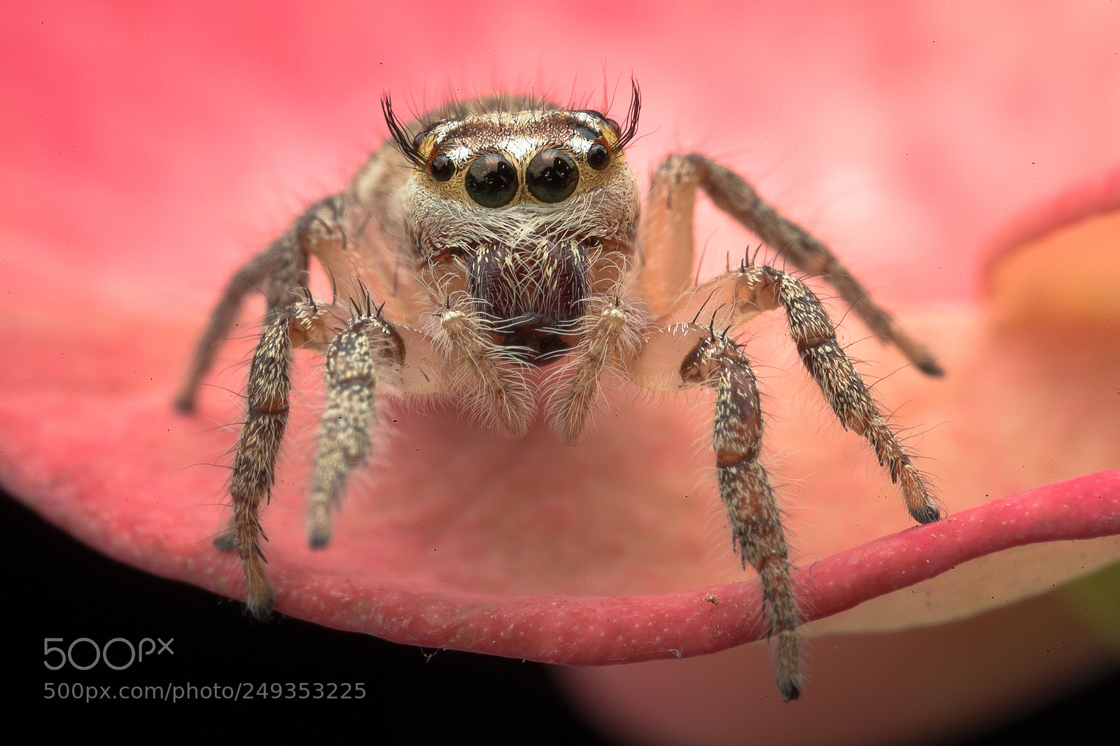 Canon EOS-1D X sample photo. Jumper spider photography