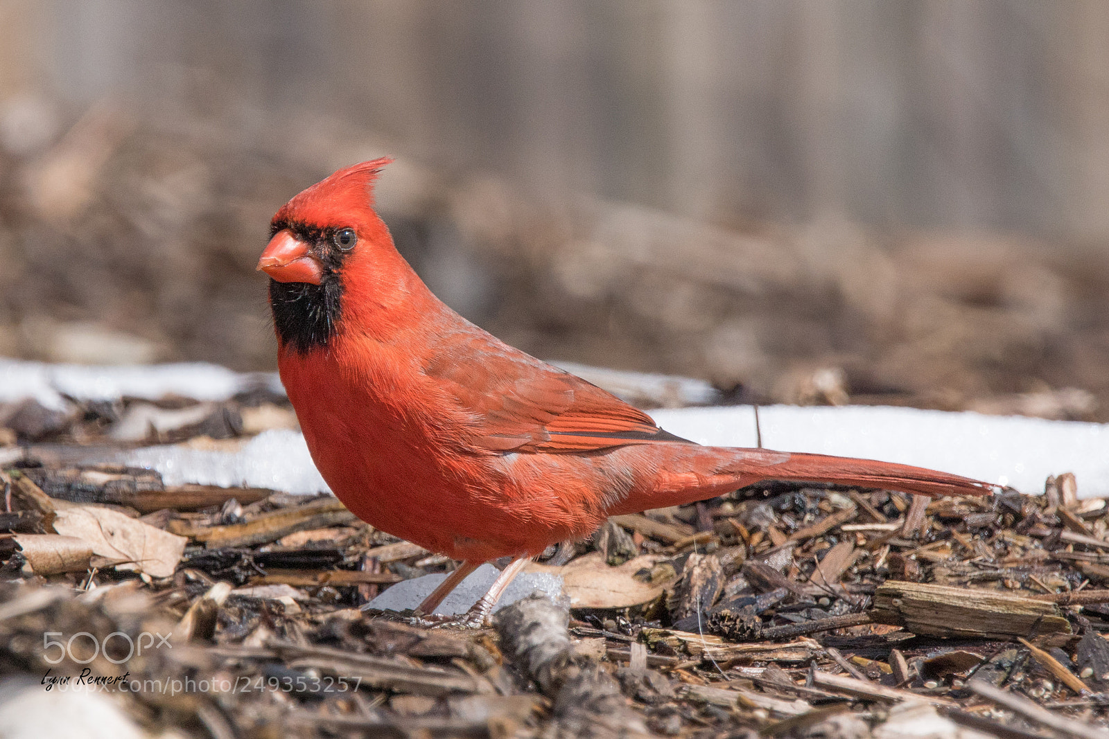 Sony ILCA-77M2 sample photo. The cardinal photography