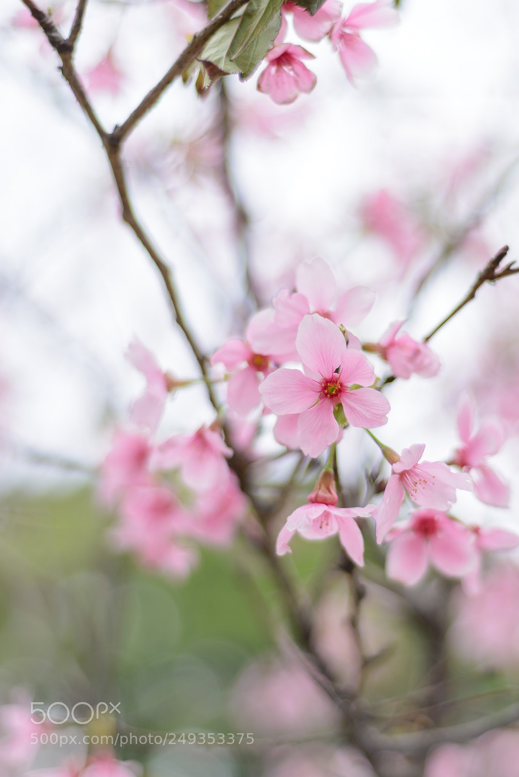 Nikon D610 sample photo. Incoming spring photography