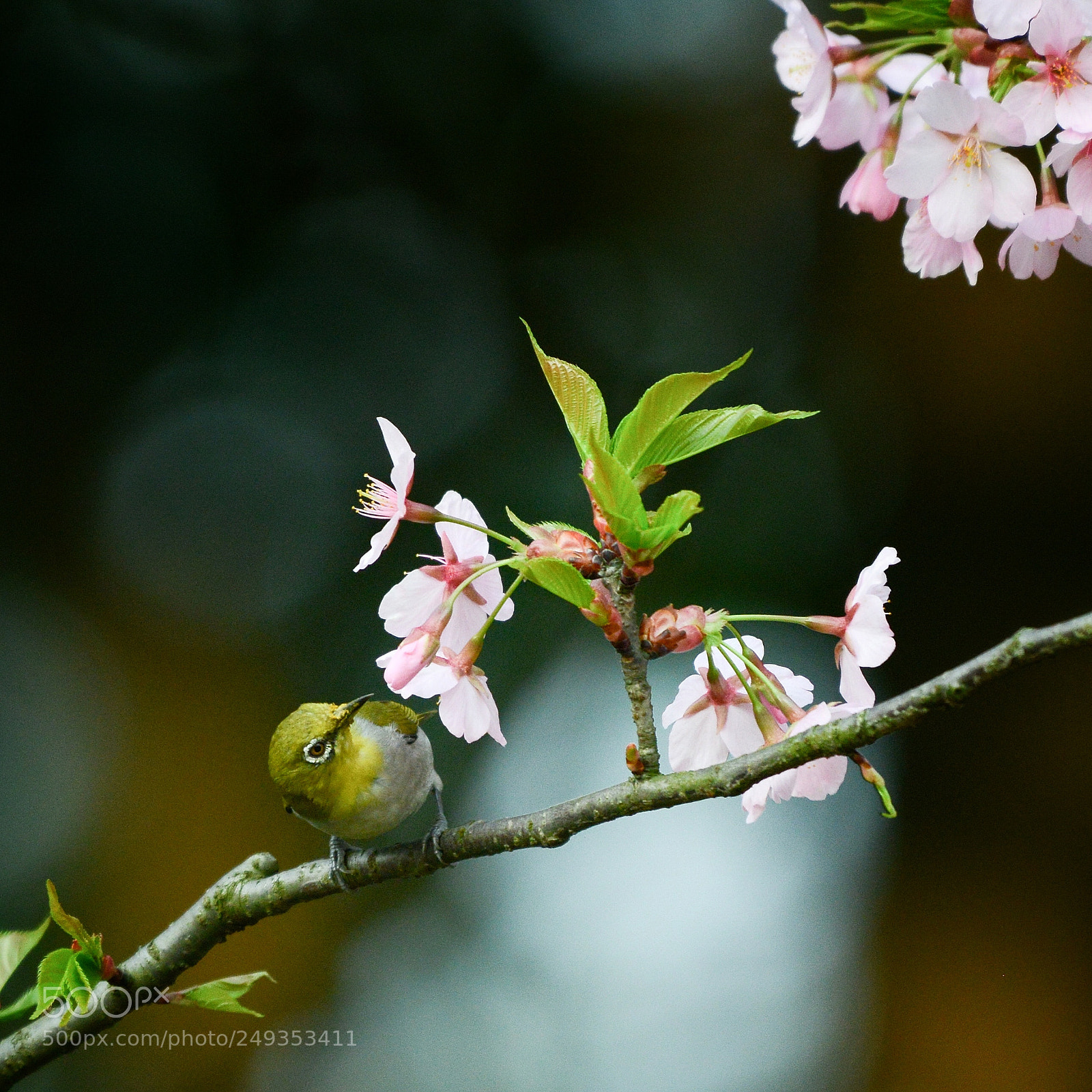 Nikon D800 sample photo. 一鸟一世界 photography