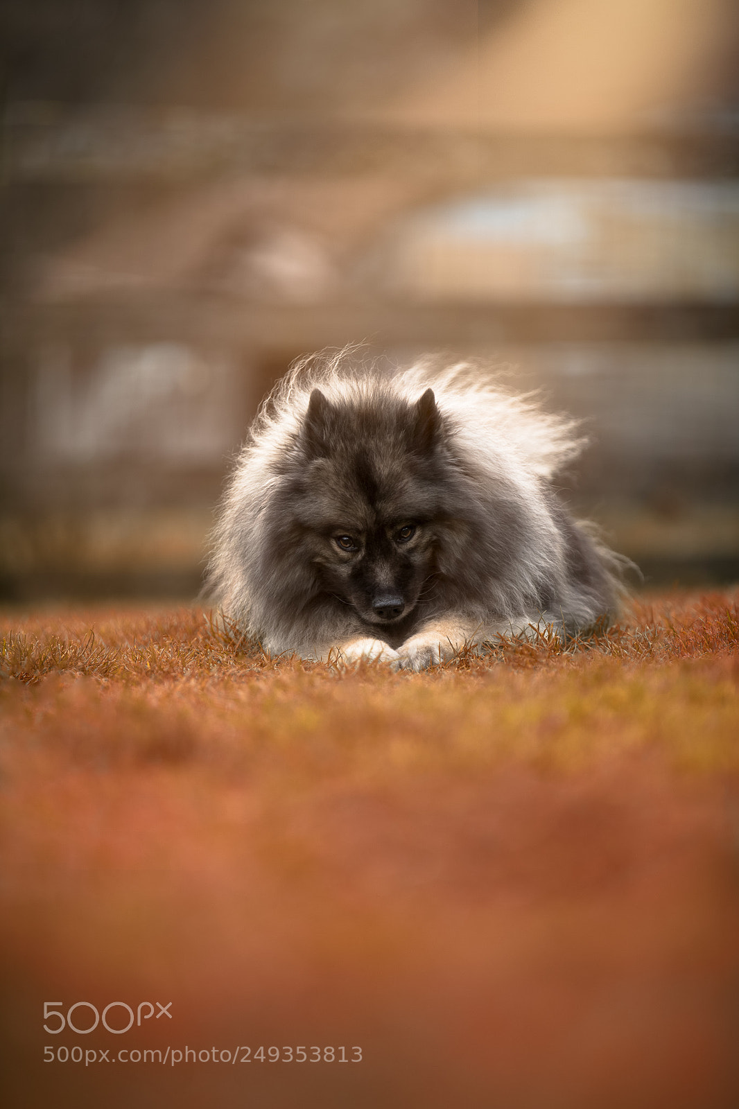 Canon EOS 5D Mark IV sample photo. Fuzzbutt sr. photography