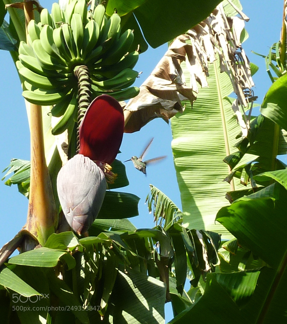 Panasonic DMC-TZ7 sample photo. Kleinster kolibri der welt photography