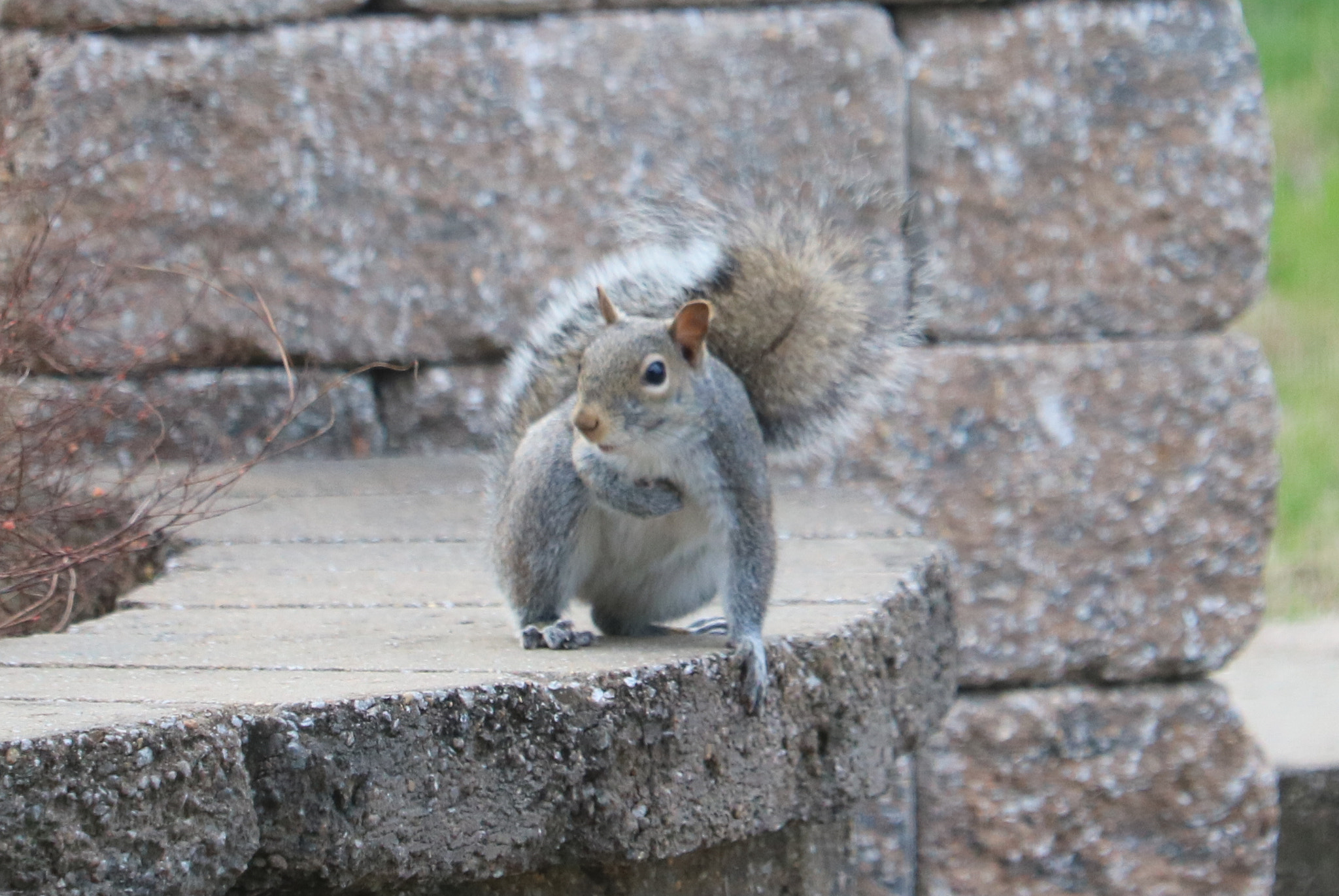 Canon EF-S 55-250mm F4-5.6 IS STM sample photo. Who me? photography