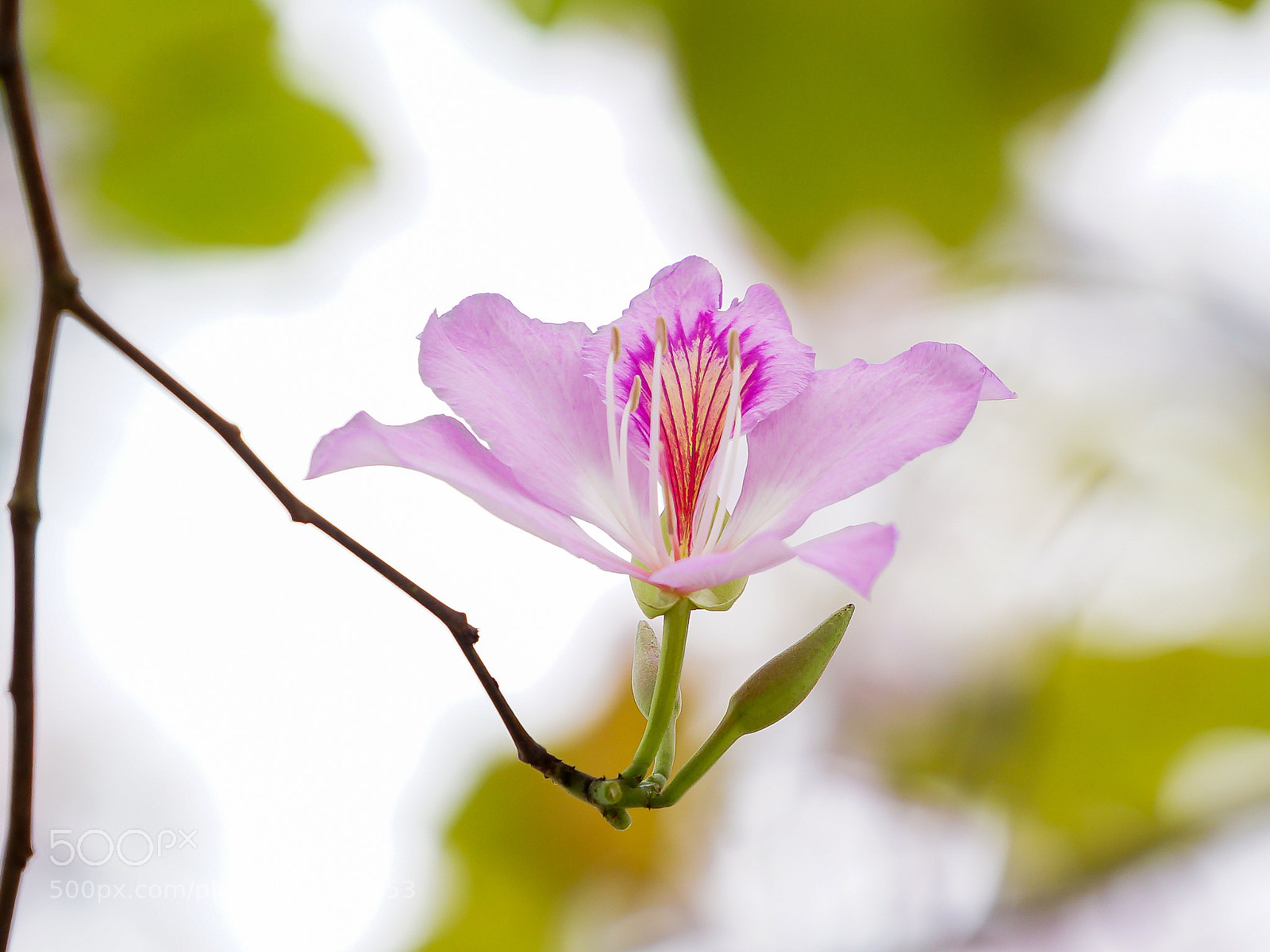 Sony a7 II sample photo. Untitled photography