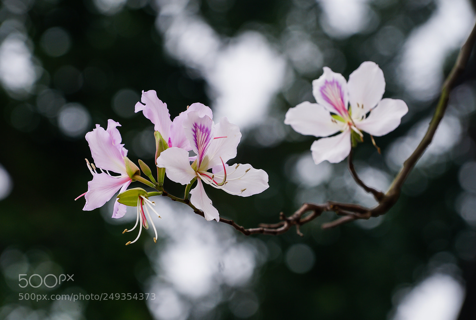 Sony a7 II sample photo. Untitled photography