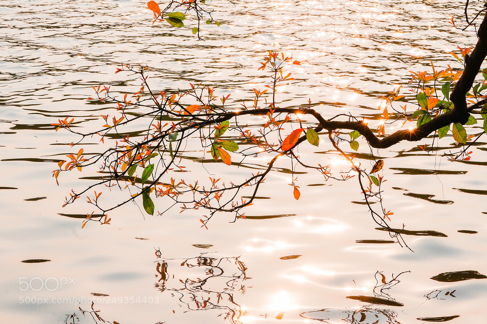 Sony a7 II sample photo. Untitled photography