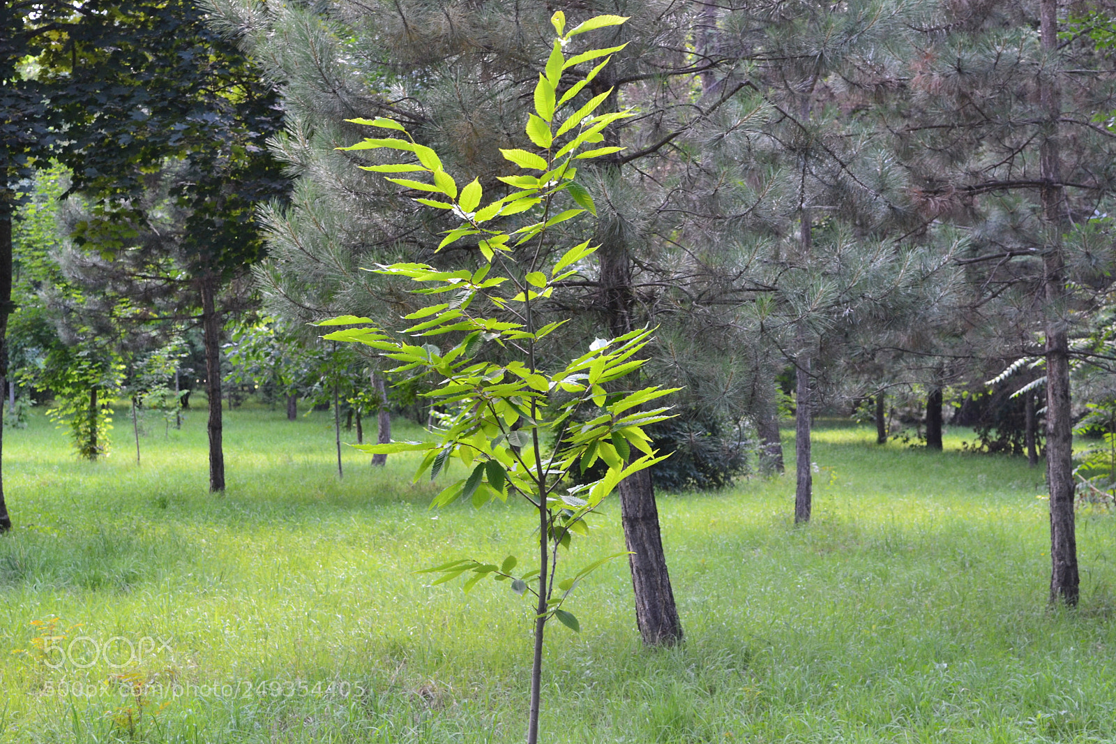 Nikon D3100 sample photo. парк photography