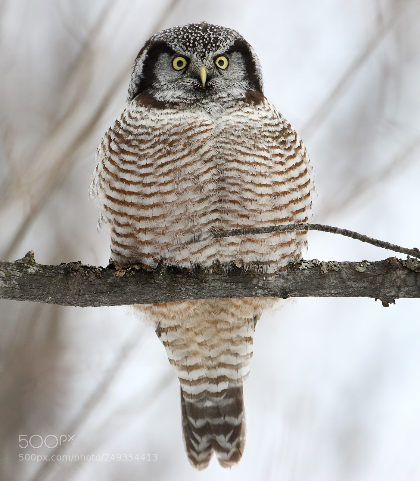 Canon EOS 7D Mark II sample photo. Eye contact photography