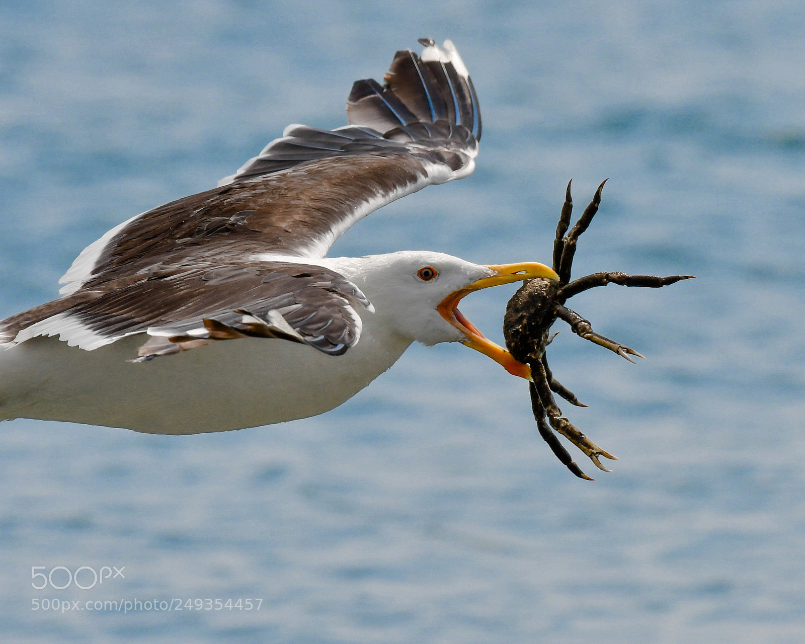 Nikon D500 sample photo. Great black-backed gull with photography