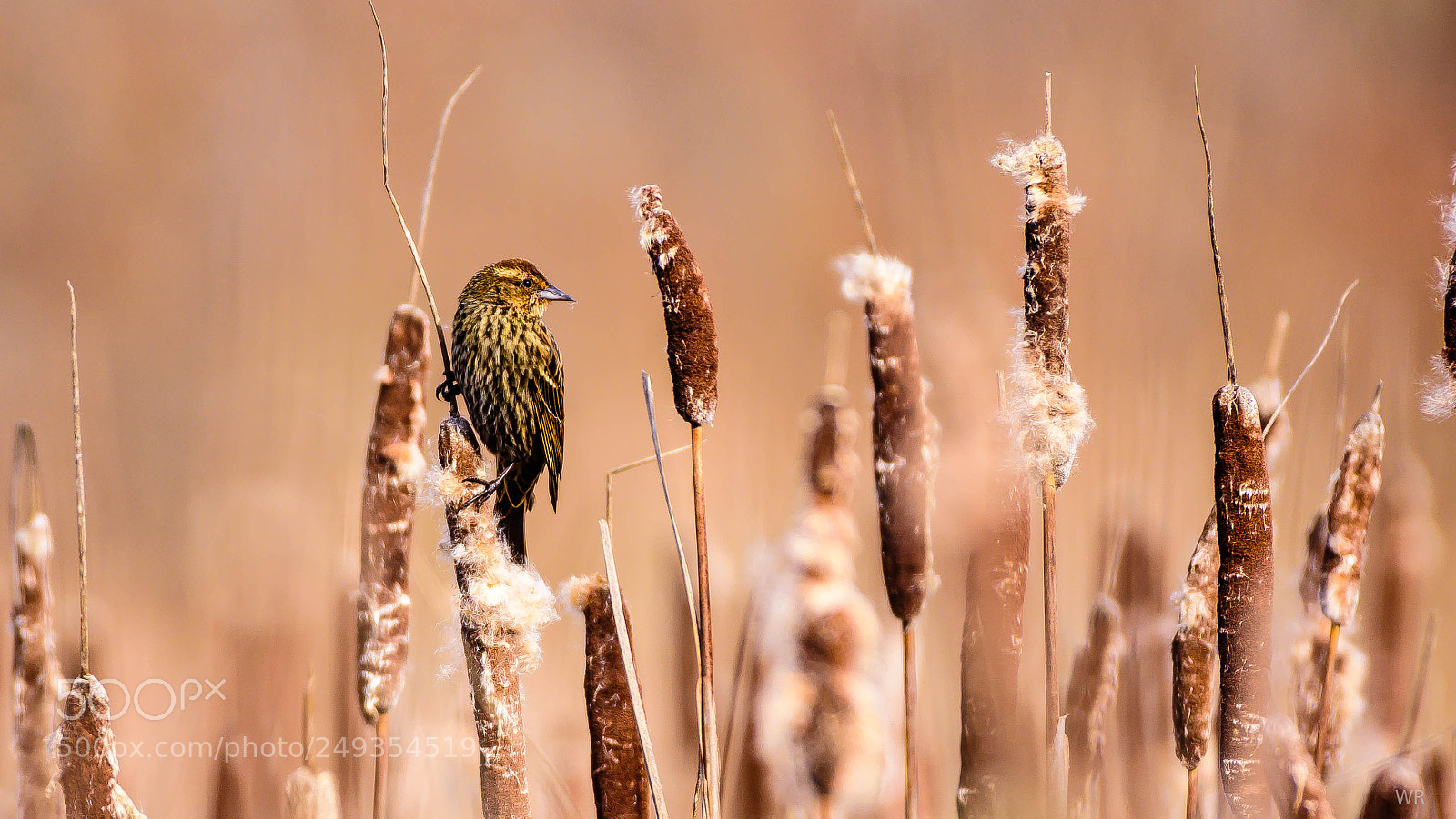 Nikon D7200 sample photo. Little bird. photography