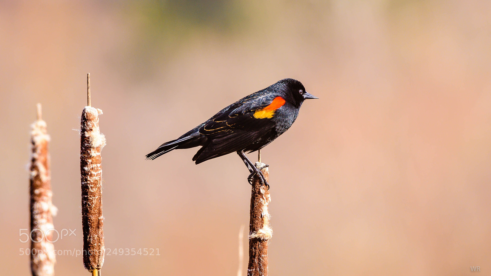 Nikon D7200 sample photo. Little bird. photography