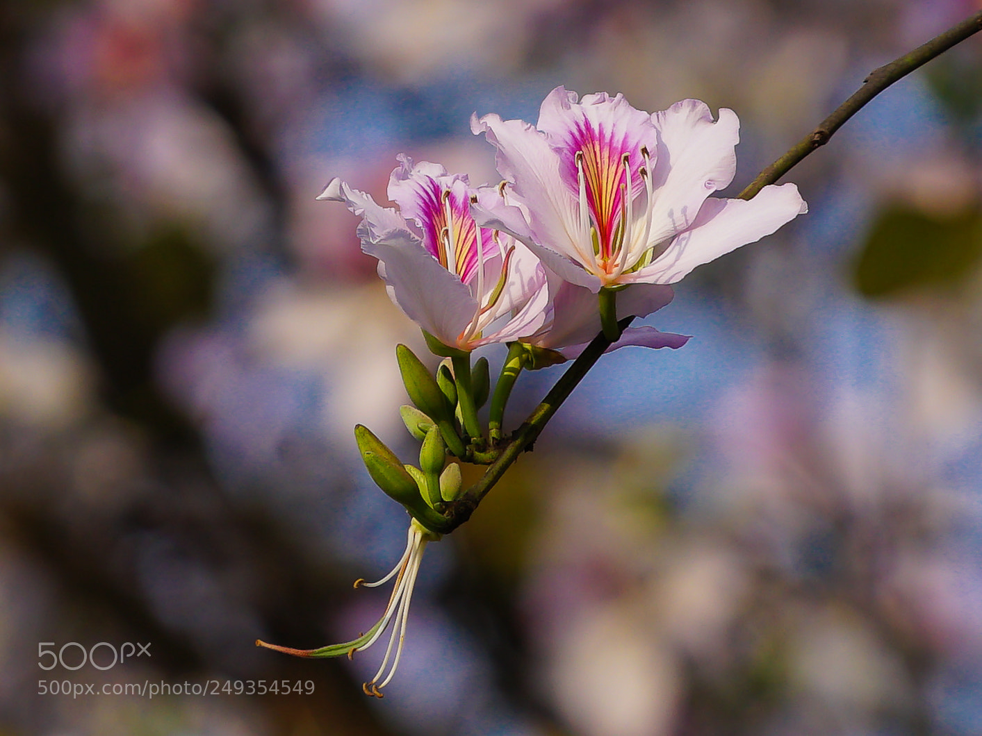Sony a7 II sample photo. Untitled photography