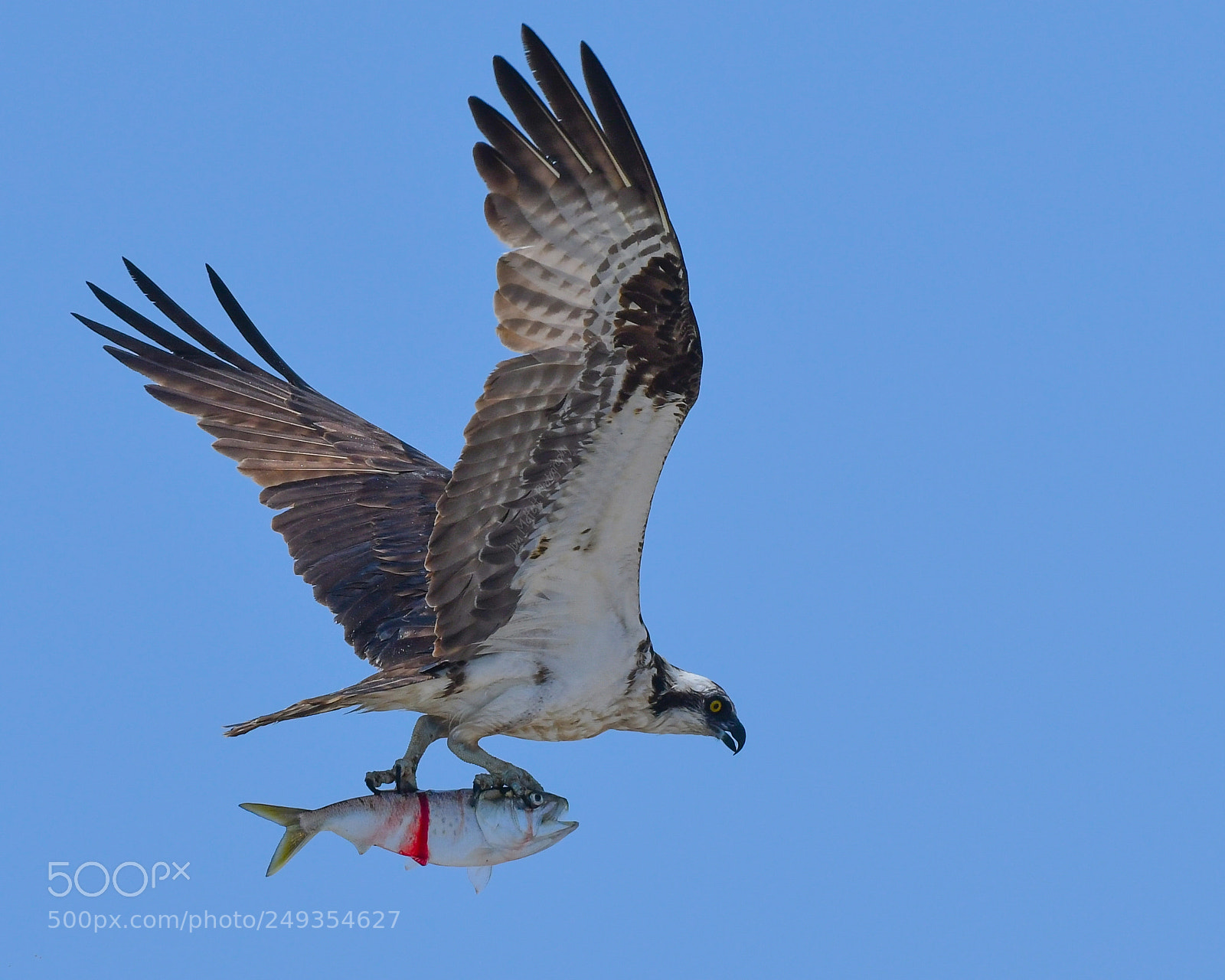 Nikon D500 sample photo. Osprey with ocean catch photography